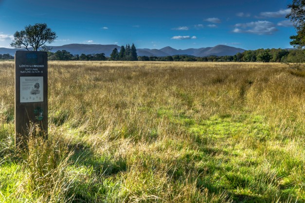 Just for nature..and cows